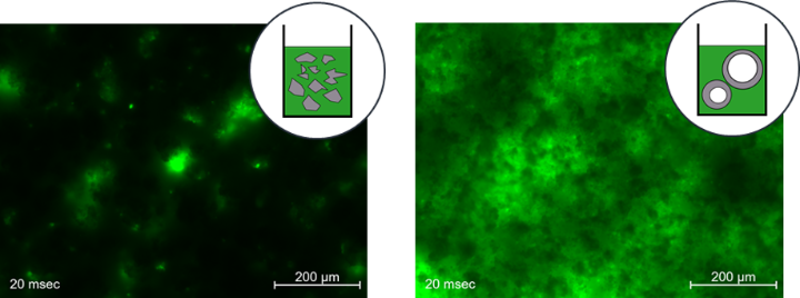 Abbildung 3: Fluoreszenzmikroskopische Aufnahmen der Oberflächen von HVSFS-gespritzten Hydroxylapatit-Schichten - links: schwache Fluoreszenz bei radialer Injektion einer Suspension auf Basis von kommerziellem, monolithischen Hydroxylapatit-Pulver als Träger des Fluoresceins - rechts: starke Fluoreszenz bei radialer Injektion einer Suspension auf Basis der am IKMT hergestellten Hohlgranalien durch besseren thermischen Schutz des organischen Fluoresceins